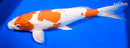 16" KIKUSUI