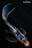 6.75" HI SHUSUI BUTTERFLY