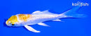 4.25" GINRIN LEMON HARIWAKE BUTTERFLY