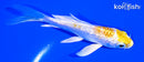 4.25" GINRIN LEMON HARIWAKE BUTTERFLY