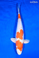 16" KIKUSUI