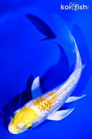 4.25" GINRIN LEMON HARIWAKE BUTTERFLY