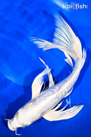 11.25" DOITSU PLATINUM OGON BUTTERFLY