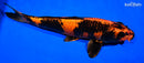 13.5" KIN HI UTSURI