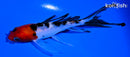 5" SANKE BUTTERFLY