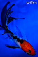 5" SANKE BUTTERFLY