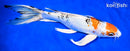 11" YAMATO NISHIKI BUTTERFLY