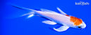 5.25" HARIWAKE BUTTERFLY