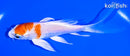 5.25" HARIWAKE BUTTERFLY