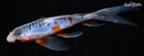 7.25" SHUSUI BUTTERFLY