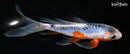 7.25" SHUSUI BUTTERFLY