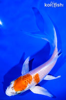 5.25" HARIWAKE BUTTERFLY