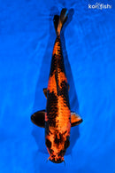 13.5" KIN HI UTSURI