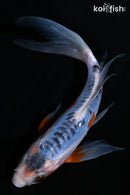 7.25" SHUSUI BUTTERFLY