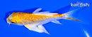 4.5" GINRIN LEMON HARIWAKE BUTTERFLY