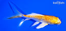 4.5" GINRIN LEMON HARIWAKE BUTTERFLY