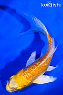 4.5" GINRIN LEMON HARIWAKE BUTTERFLY