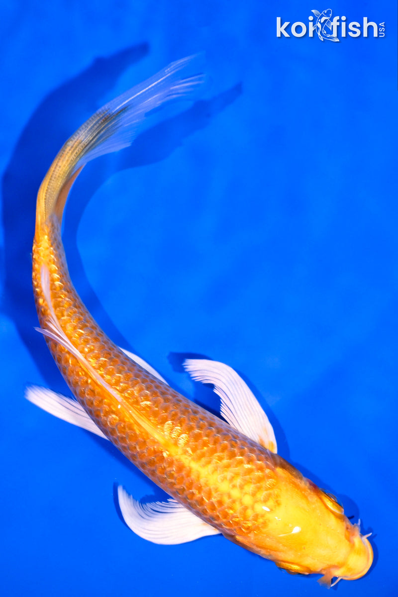 6.25" GINRIN ORENJI OGON BUTTERFLY