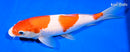12.25" KOHAKU