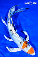 11" YAMATO NISHIKI BUTTERFLY
