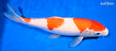12.25" KOHAKU