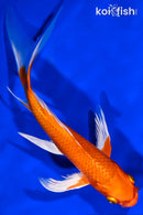 9" ORENJI OGON BUTTERFLY