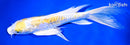 11.5" DOITSU LEMON HARIWAKE BUTTERFLY