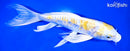 11.5" DOITSU LEMON HARIWAKE BUTTERFLY