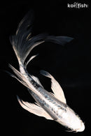 7.5" KIKOKURYU BUTTERFLY