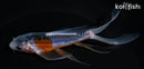 5" HI SHUSUI BUTTERFLY