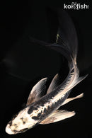 6" KIKOKURYU BUTTERFLY