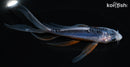 5" HI SHUSUI BUTTERFLY