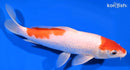 8.5" HOODED NIDAN KOHAKU