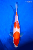 12.25" KOHAKU