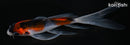 5.25" GOSHIKI BUTTERFLY