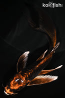 5.5" DOITSU ORENJI MATSUBA BUTTERFLY