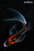 5.25" GOSHIKI BUTTERFLY