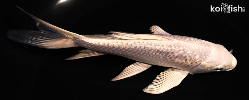 5.75" GINRIN PLATINUM OGON BUTTERFLY