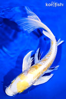 11.5" DOITSU LEMON HARIWAKE BUTTERFLY