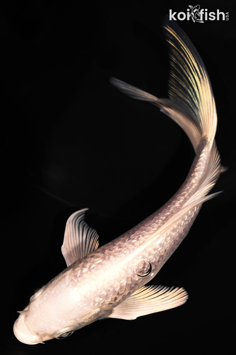 5.75" GINRIN PLATINUM OGON BUTTERFLY