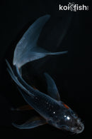 5" ASAGI BUTTERFLY