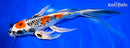 11.5" KUJAKU BUTTERFLY