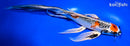 11.5" KUJAKU BUTTERFLY