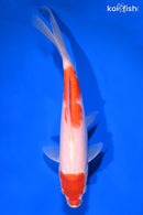 8.5" HOODED NIDAN KOHAKU