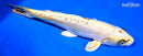 12.25" KIN KIKOKURYU