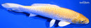 9.5" YAMABUKI OGON