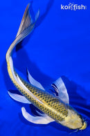 9.5" KIN KI MATSUBA BUTTERFLY