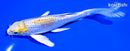 5.75" GINRIN LEMON HARIWAKE BUTTERFLY