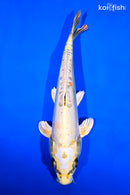 12.25" KIN KIKOKURYU