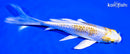 5.75" GINRIN LEMON HARIWAKE BUTTERFLY